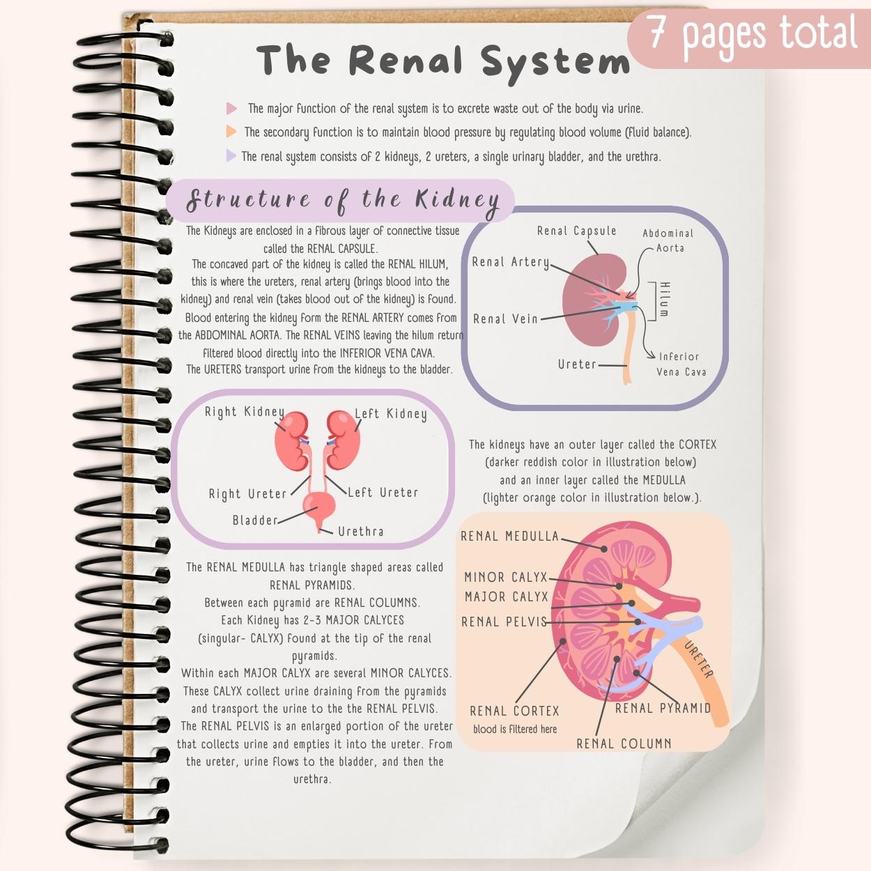 The Renal System Study Guide