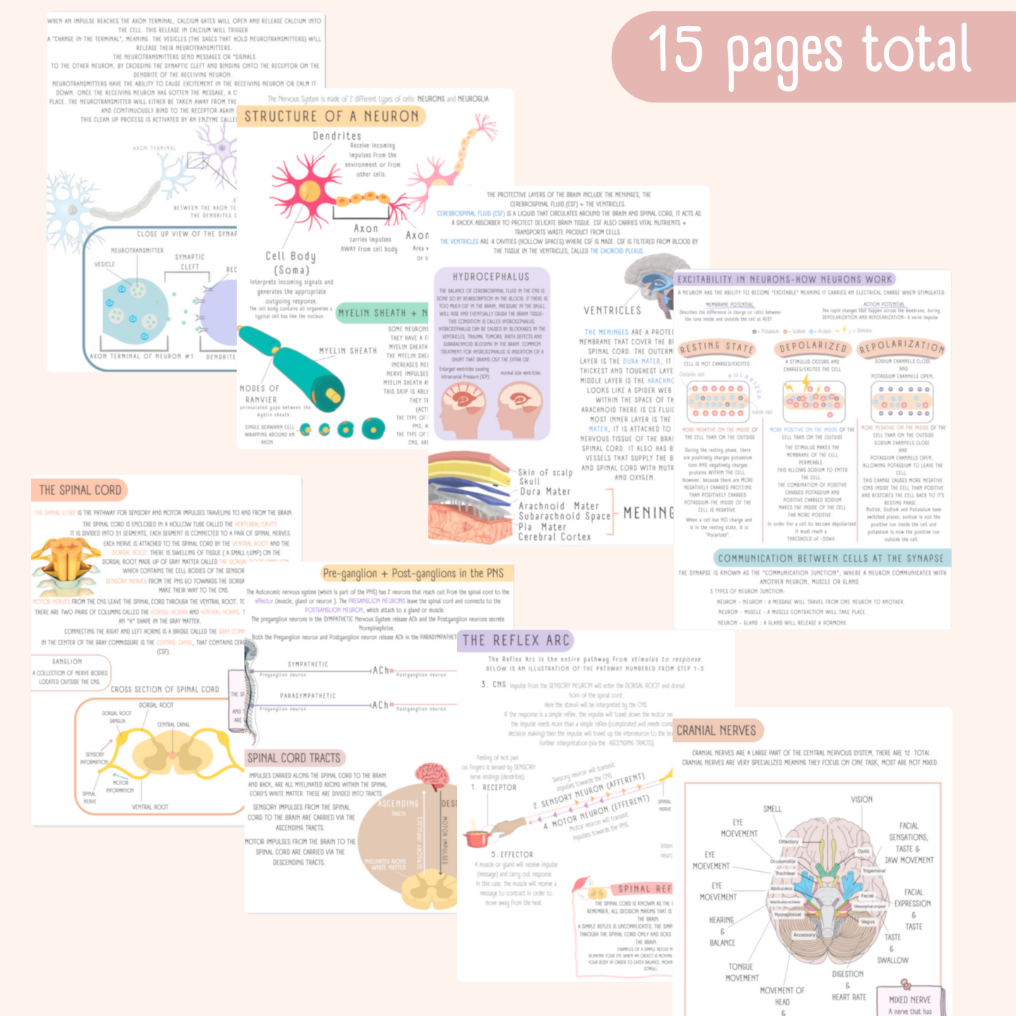 The Nervous System Study Guide