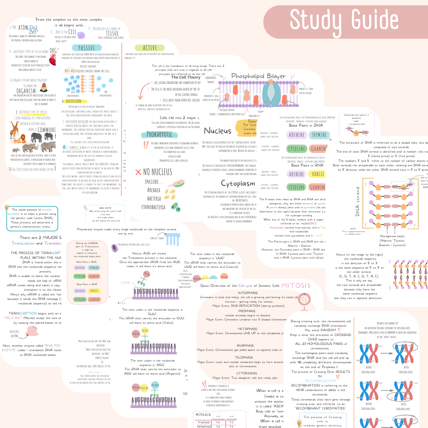 TEAS Biology Study Guide + 100 Must Know Practice Questions