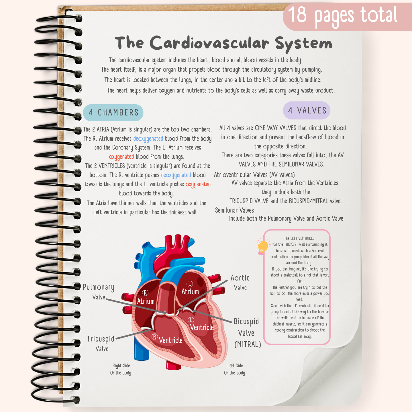 The Cardiovascular System Study Guide