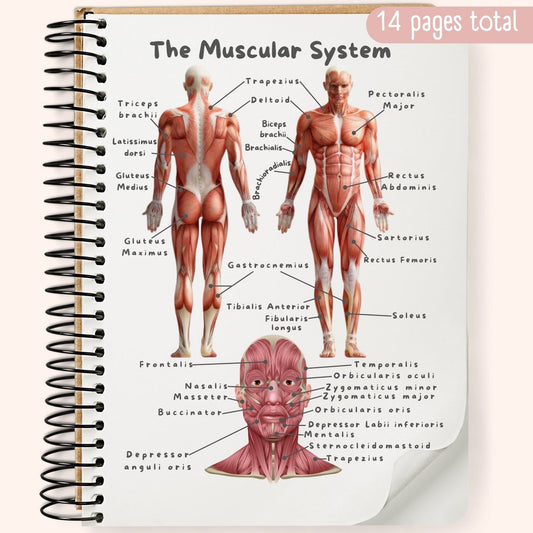 The Muscular System Study Guide