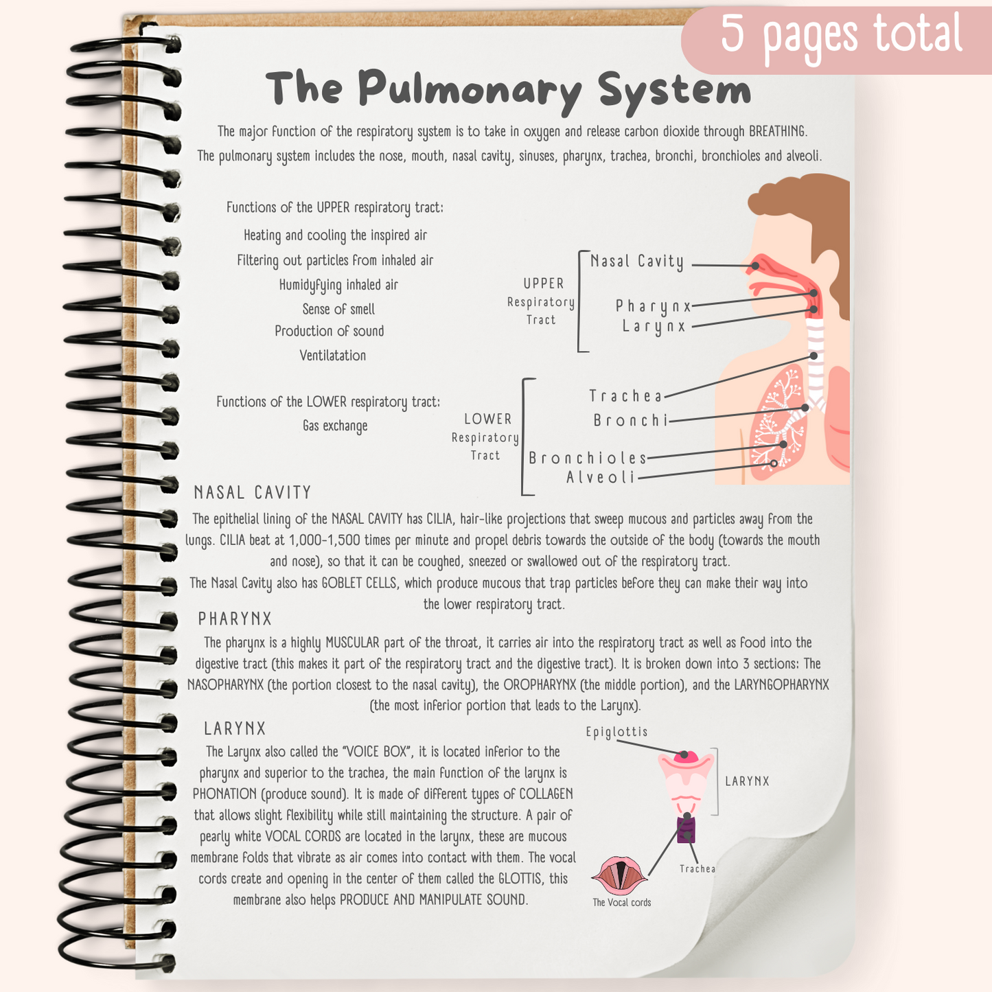 The Pulmonary System Study Guide