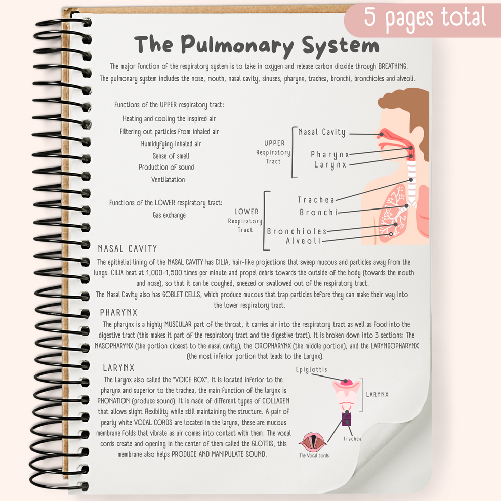 The Pulmonary System Study Guide – TheTutor_Geek