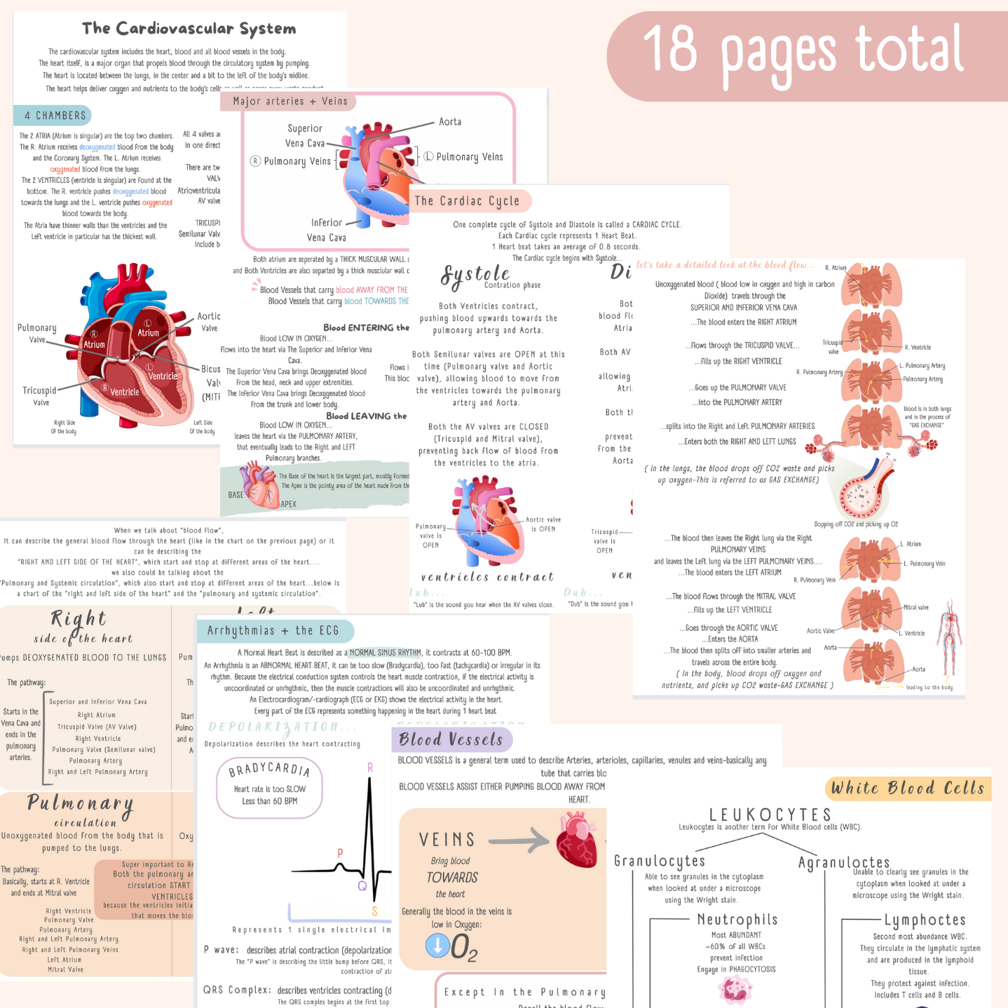 The Cardiovascular System Study Guide