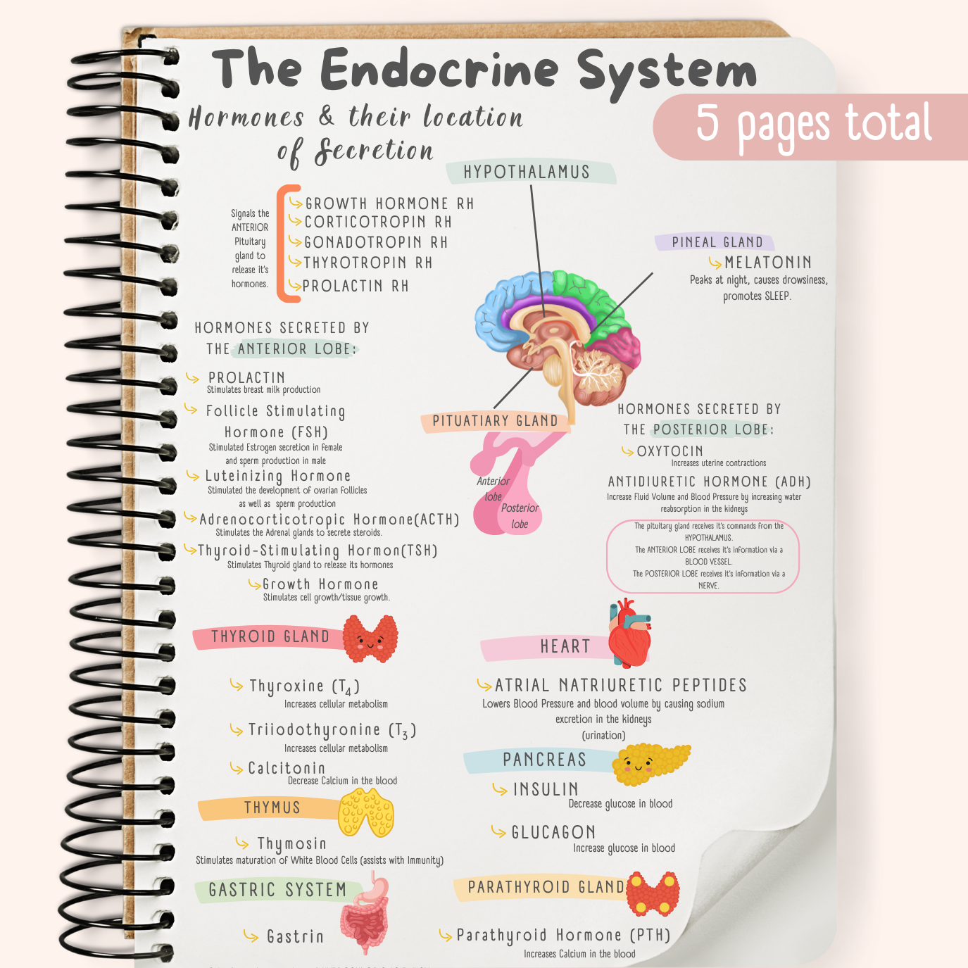 The Endocrine System Study Guide – TheTutor_Geek