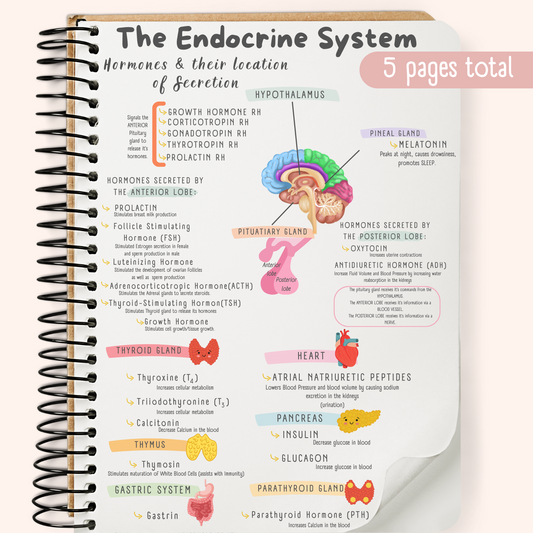 The Endocrine System Study Guide