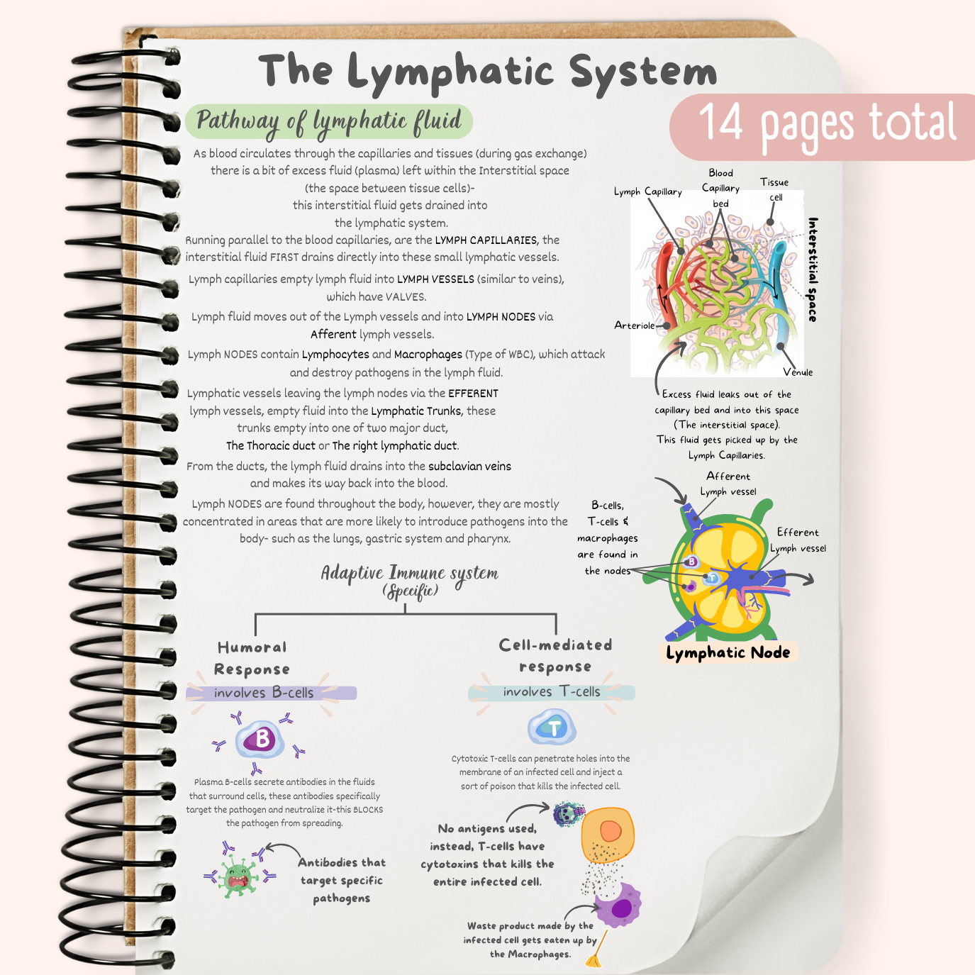 The Lymphatic (Immune) System Study Guide