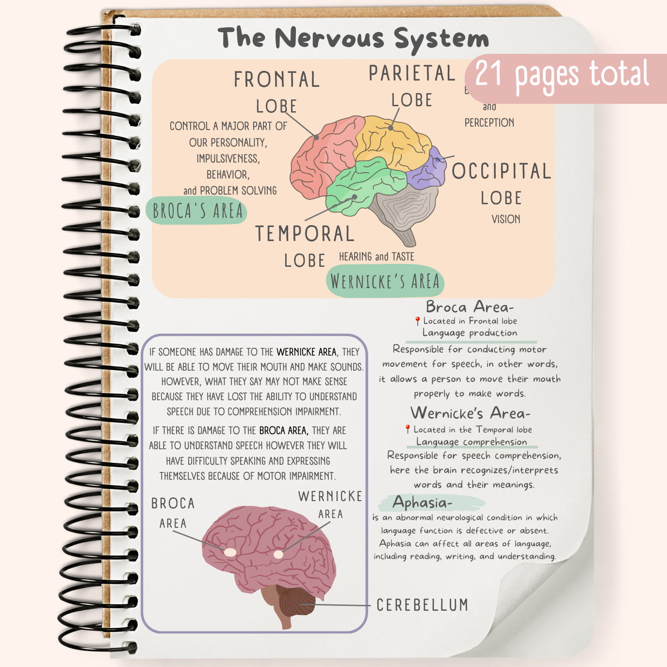 The Nervous System Study Guide